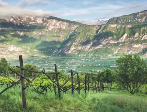 vini trentino