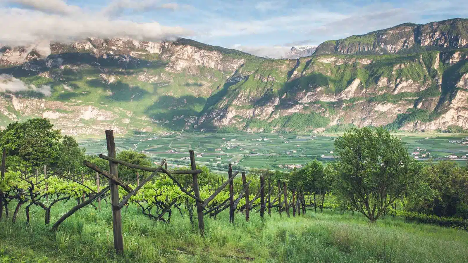 vini trentino