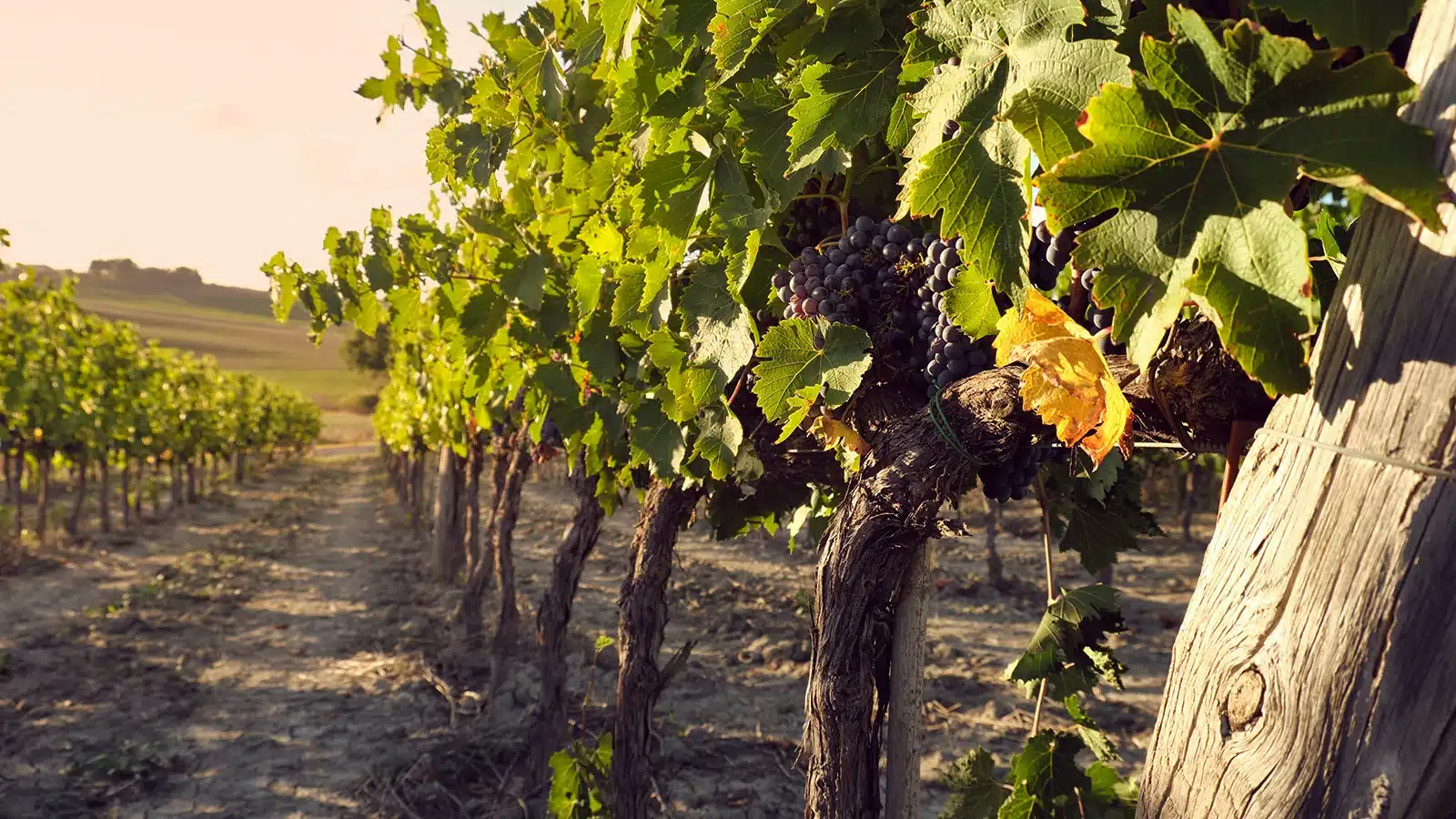 bilanci del vino toscana 2026