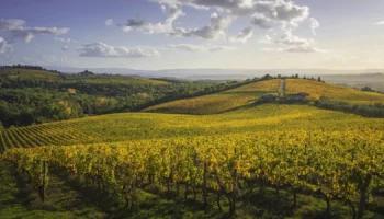 bilanci del vino toscana 2026