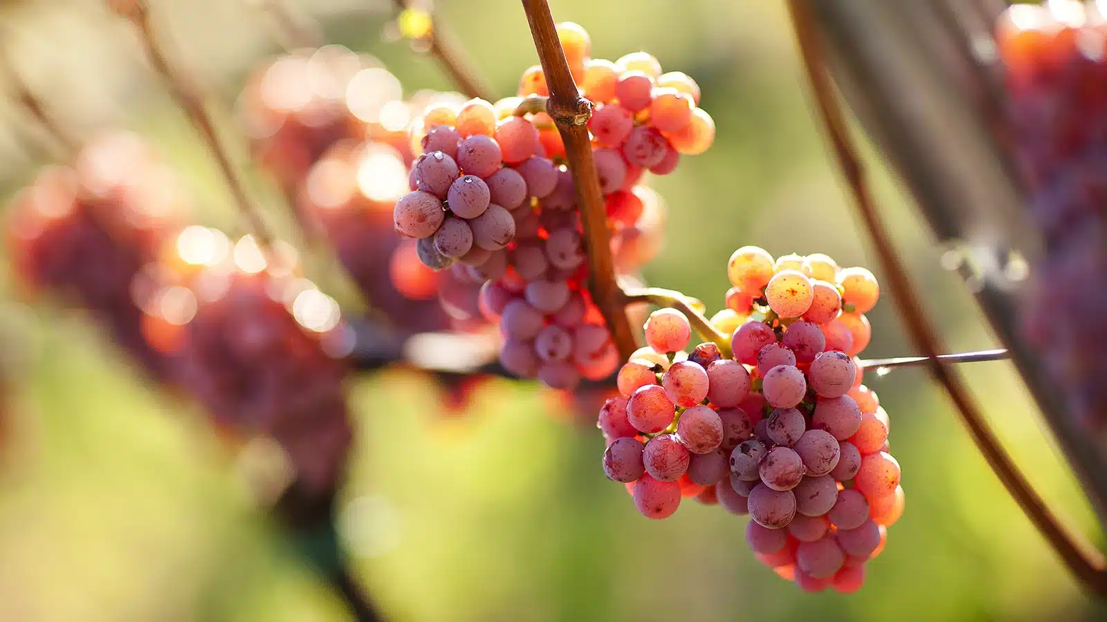 cantina tramin