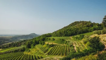 colli euganei