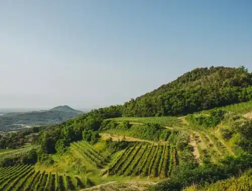 colli euganei