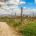 oscarwine_collio_evolution_ottobre_2026
