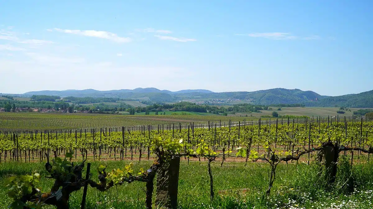cantine aperte a san martino mtv umbria 2026