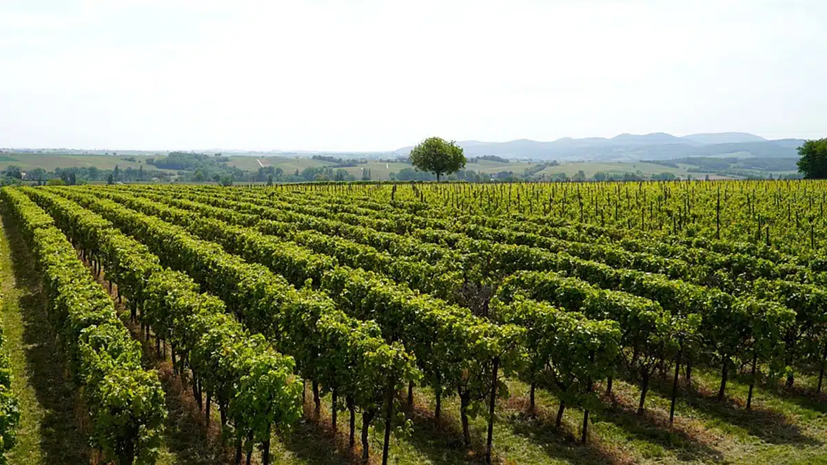 cantine aperte a san martino mtv umbria 2026