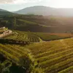zorzettig cantina viva